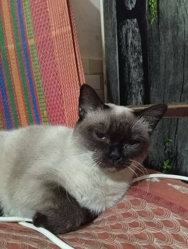 siamese cat age 15 Months 2