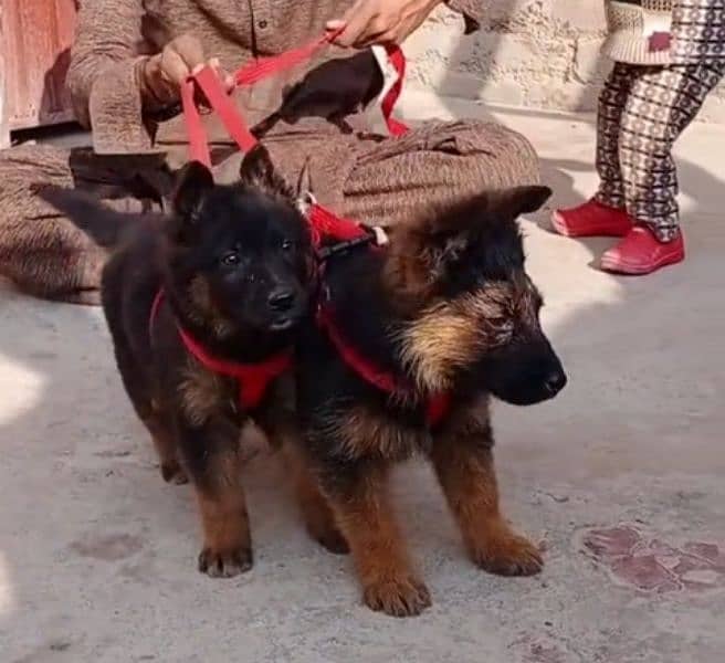 German shepherd Long Coat Male & Female puppy 03287625932WhatsApp 1