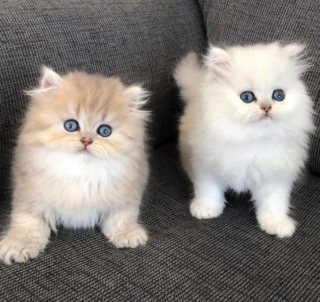 Persian kittens 03361777030 0