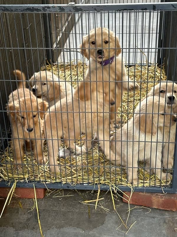 Golden Retriever Puppies 0