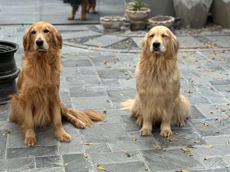 Golden Retriever Puppies 2