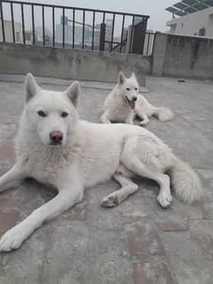 Siberian Husky, White Pair