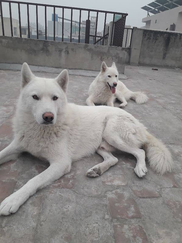 Siberian Husky, White Pair 0