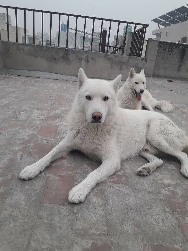 Siberian Husky, White Pair 1