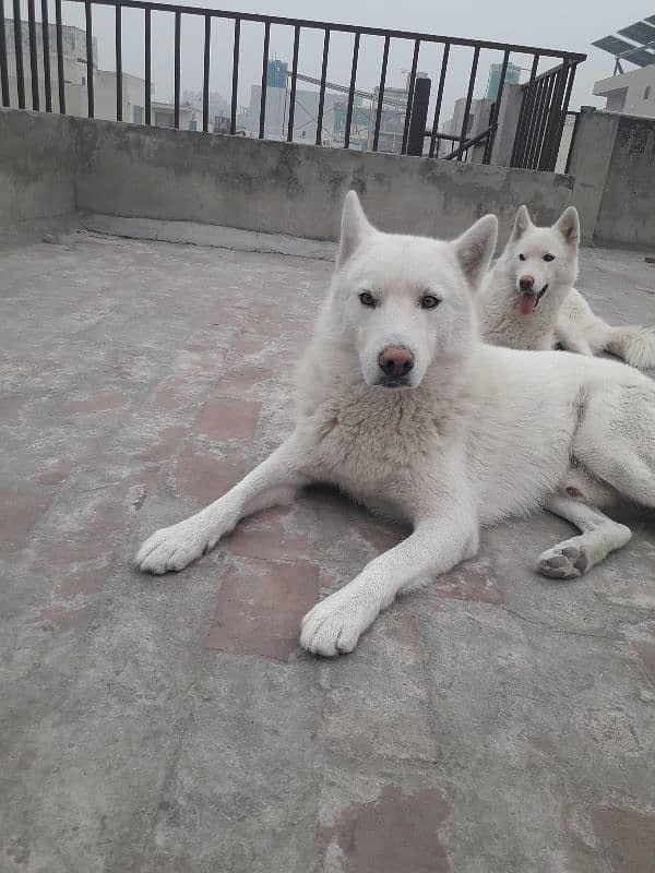 Siberian Husky, White Pair 2