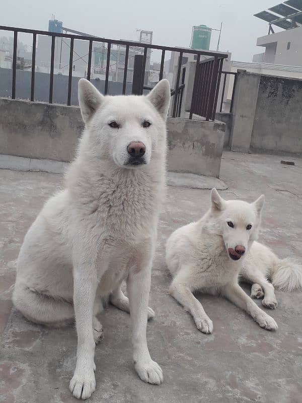 Siberian Husky, White Pair 3