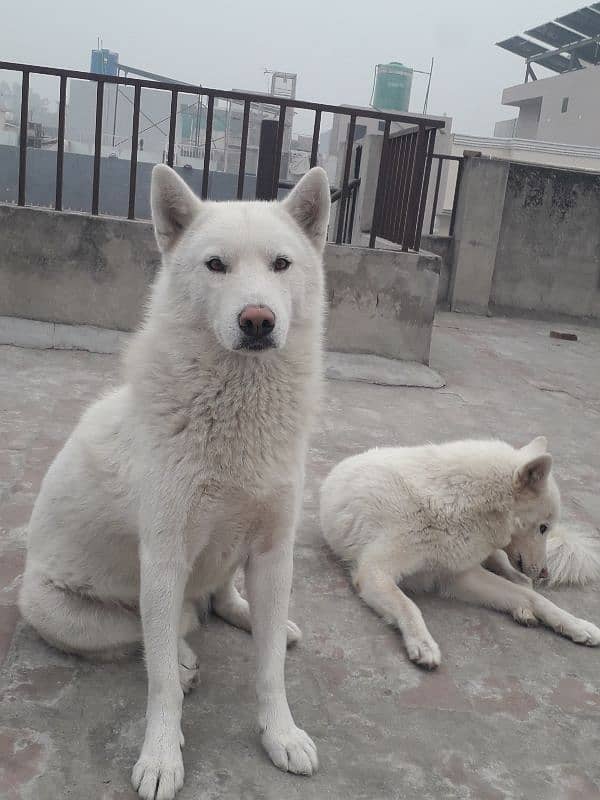 Siberian Husky, White Pair 4