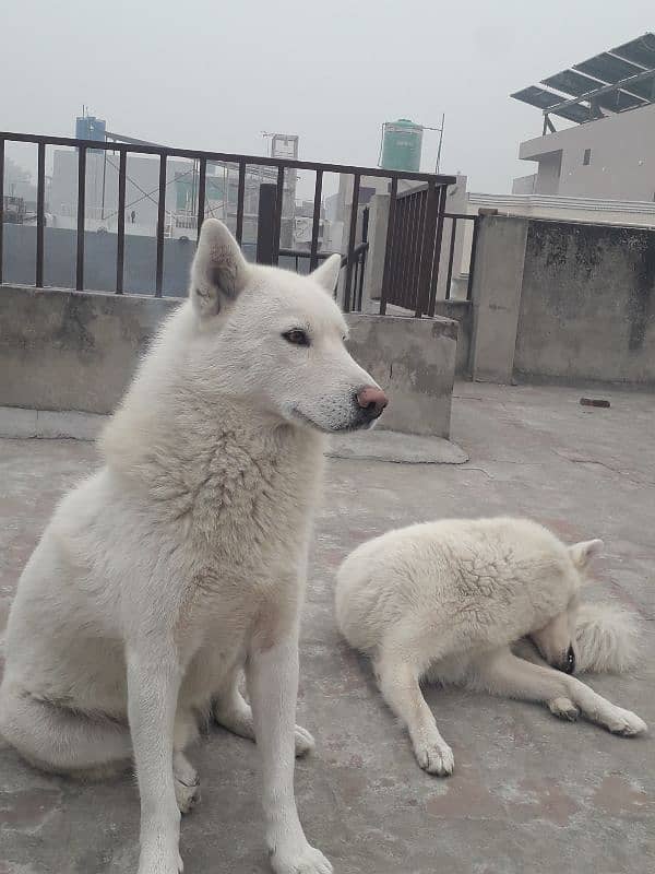 Siberian Husky, White Pair 5