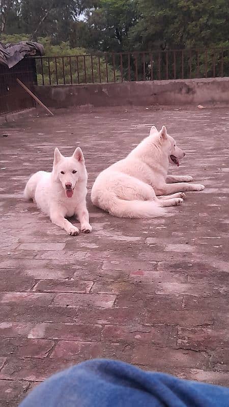 Siberian Husky, White Pair 6