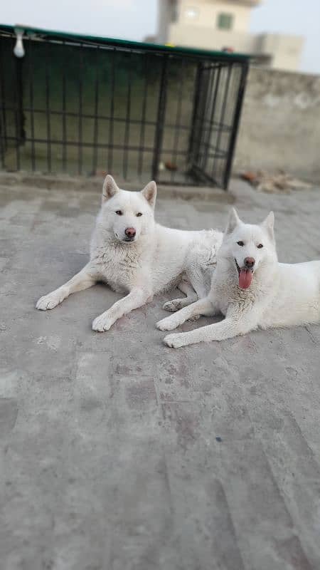 Siberian Husky, White Pair 7