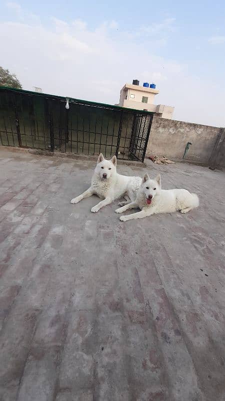 Siberian Husky, White Pair 8