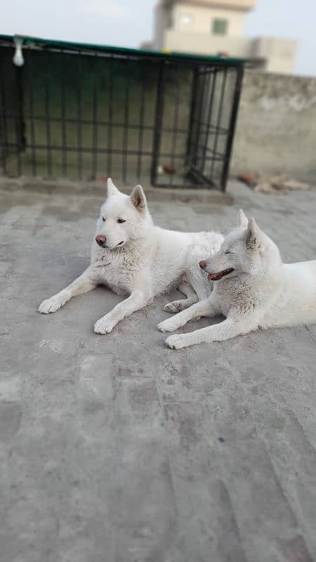 Siberian Husky, White Pair 9