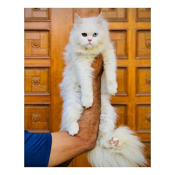 Persian hamalian british punch face piki face cat's and kitten's 2