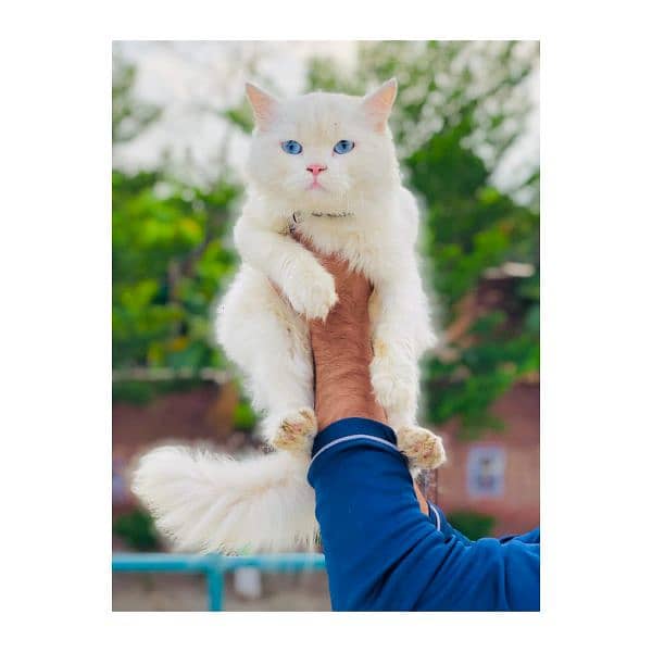 Persian hamalian british punch face piki face cat's and kitten's 9