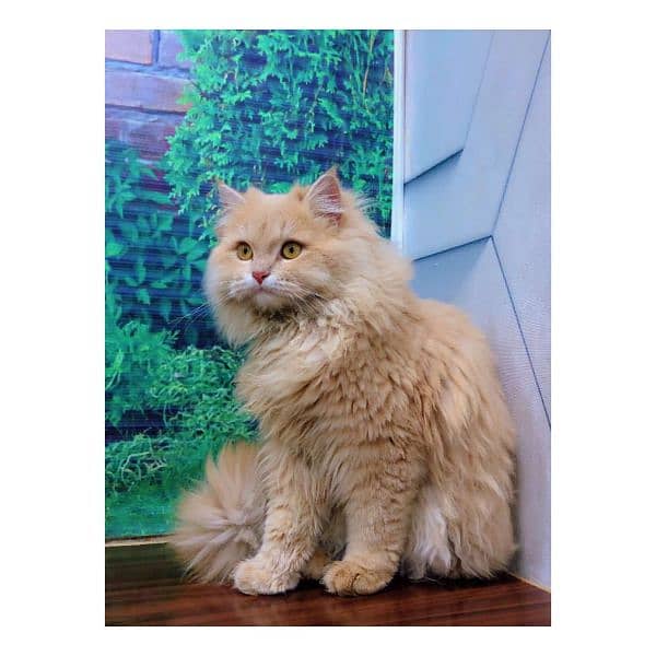 Persian hamalian british punch face piki face cat's and kitten's 13