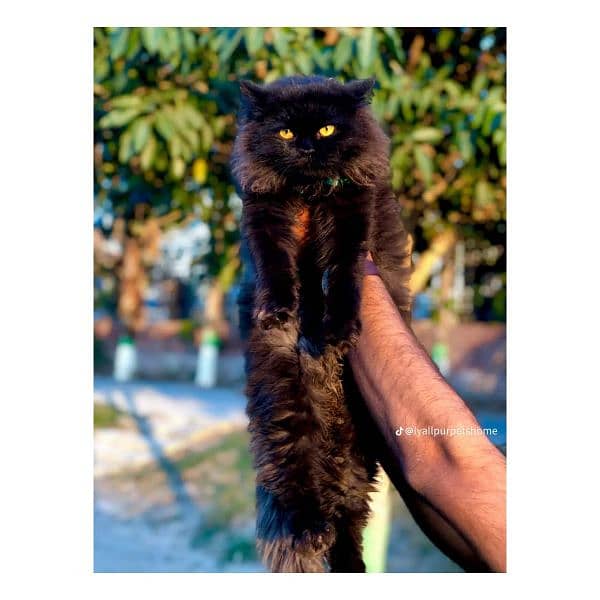 Persian hamalian british punch face piki face cat's and kitten's 17