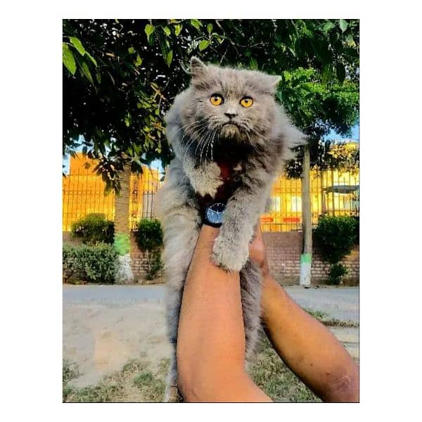 Persian hamalian british punch face piki face cat's and kitten's 18