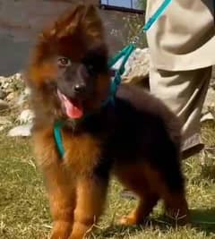 German shepherd Long Coat Male & Female puppy 03287625932WhatsApp