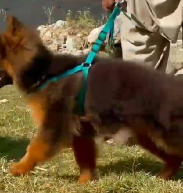 German shepherd Long Coat Male & Female puppy 03287625932WhatsApp 3