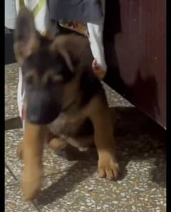 German shepherd Long Coat Male & Female puppy 03287625932WhatsApp