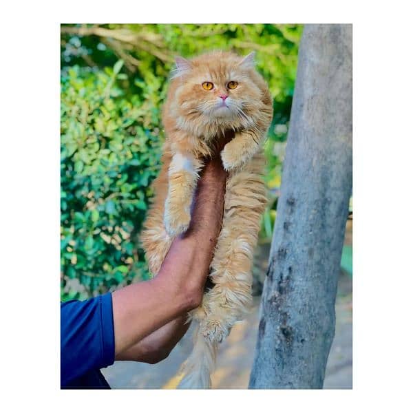 Persian hamalian british punch face piki face cat's and kitten's 2