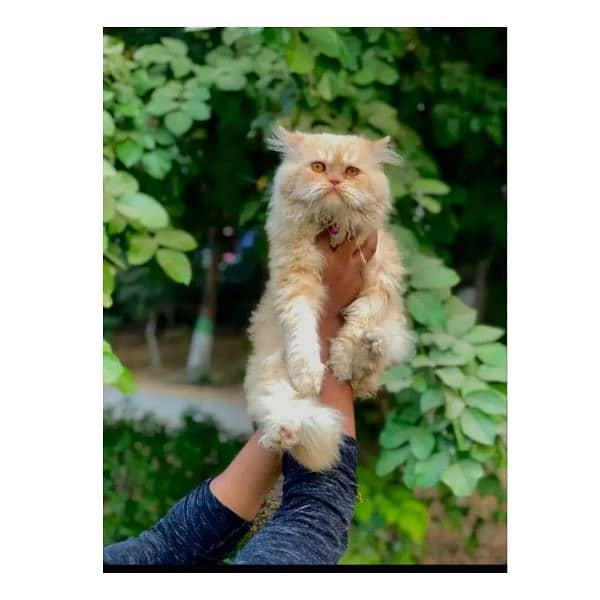 Persian hamalian british punch face piki face cat's and kitten's 7