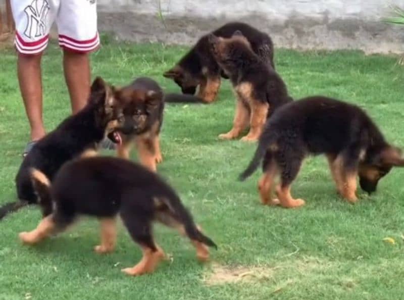 German shepherd Long Coat Male & Female puppy 03287625932WhatsApp 0