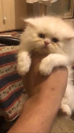 4 kitten Persian triple coated Blue Eyes for sale per each 10500