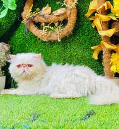 03095561812 piki face male cat available for stud service