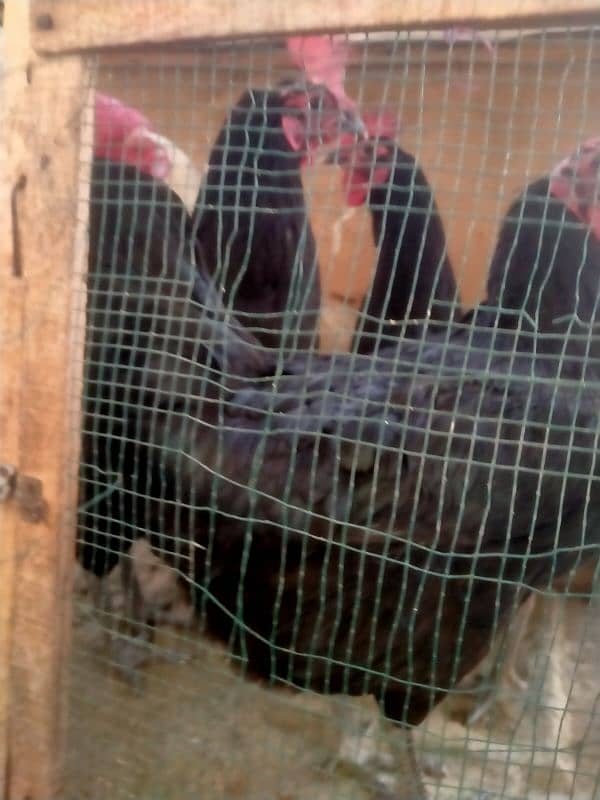 australorp egg laying hens 1