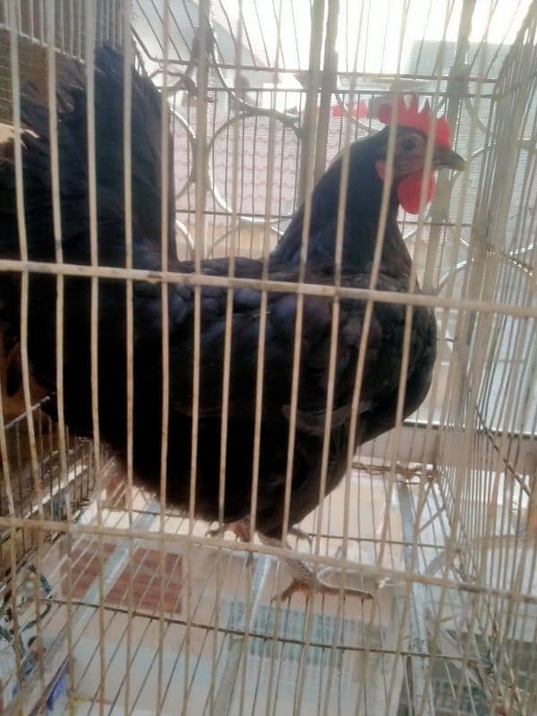 australorp egg laying hens 2