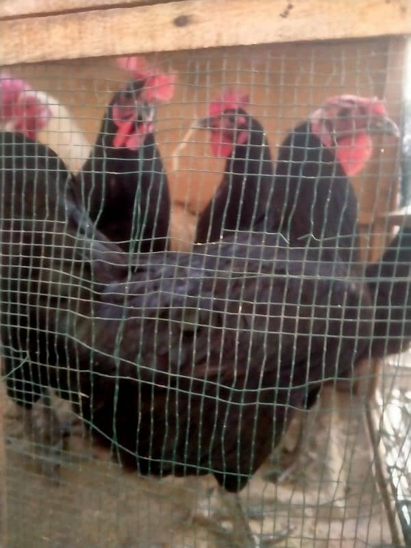 australorp egg laying hens 3