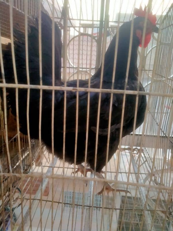 australorp egg laying hens 4