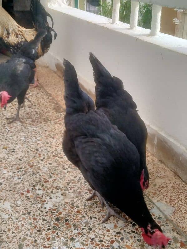 australorp egg laying hens 5