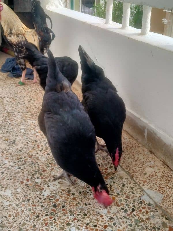 australorp egg laying hens 6