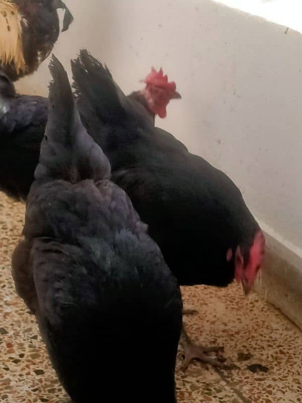 australorp egg laying hens 7