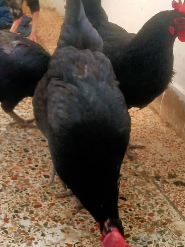 australorp egg laying hens 8