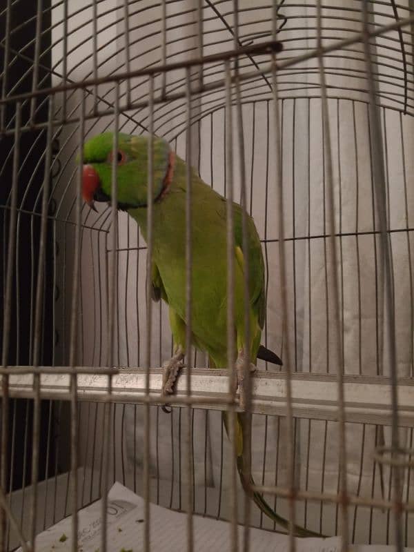 Ringneck Parrot | 2 years old 1