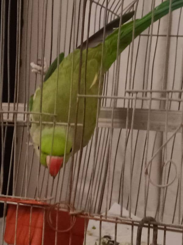 Ringneck Parrot | 2 years old 2