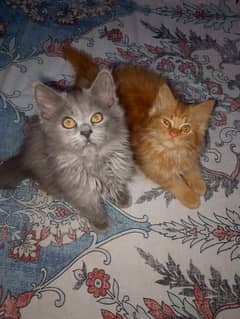 triple coat kittens for sale urgent Whatsapp 0318-9207356