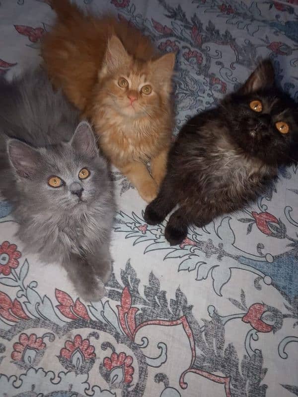 triple coat kittens for sale urgent Whatsapp 0318-9207356 3