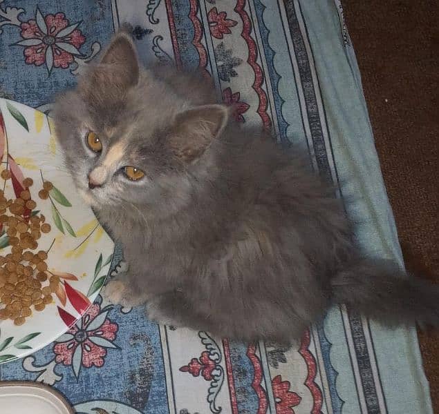 triple coat kittens for sale urgent Whatsapp 0318-9207356 4