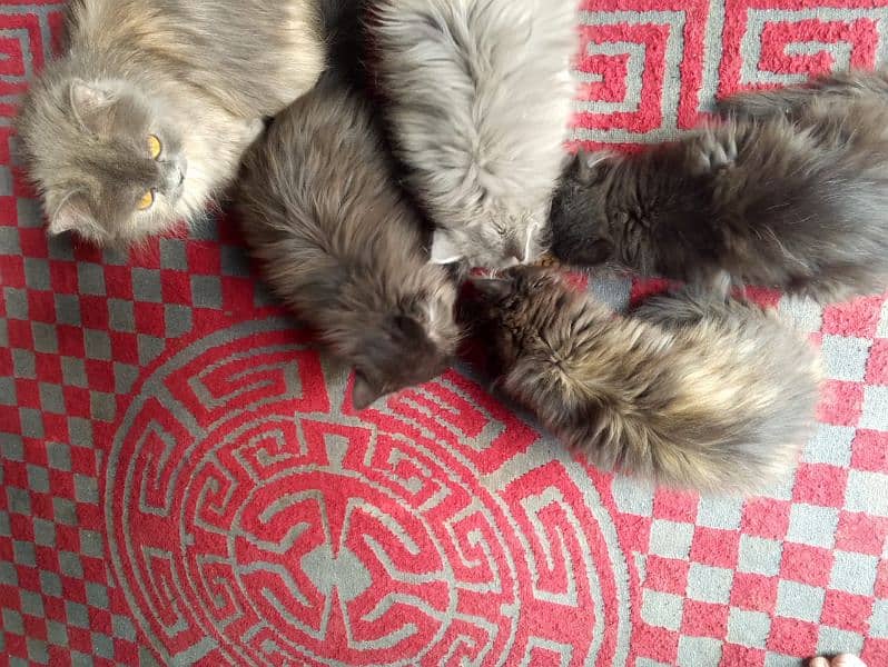 triple coat kittens for sale urgent Whatsapp 0318-9207356 6