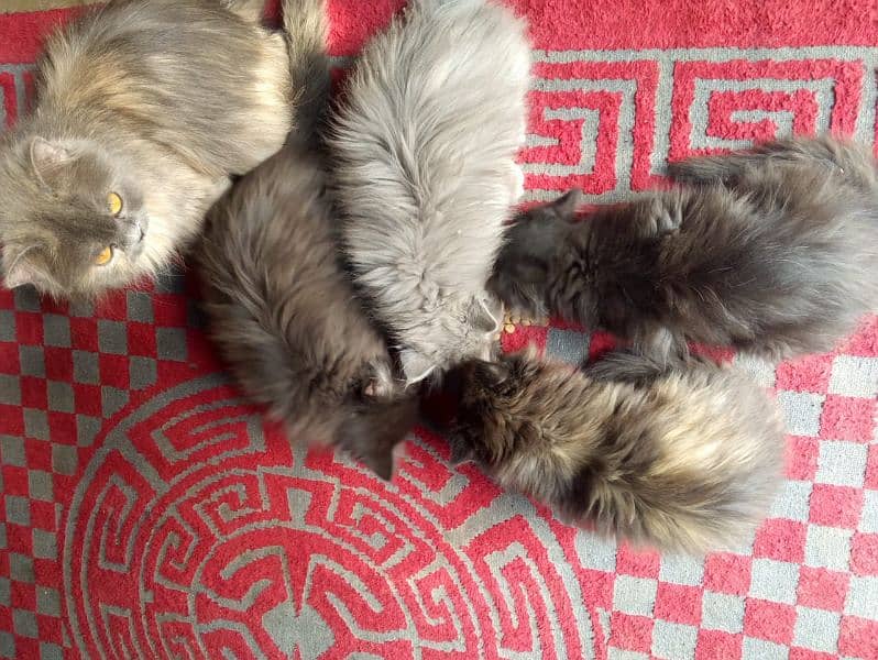 triple coat kittens for sale urgent Whatsapp 0318-9207356 8