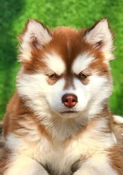 Siberian husky puppy male and