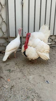 White Holland Turkey Breeder Pair