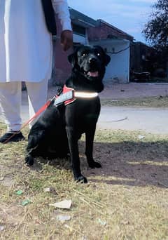 British Black Labrador Retriever For Sale