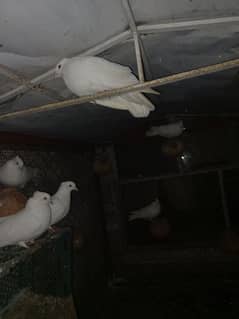 Crown Pigeon pairs for sale