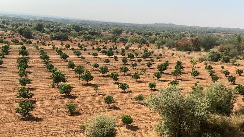 Agricultural Land (565 Kanal) with Citrus Orchard & Double-Story Farmhouse 1