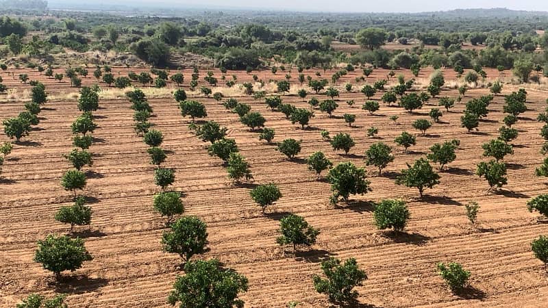 Agricultural Land (565 Kanal) with Citrus Orchard & Double-Story Farmhouse 2